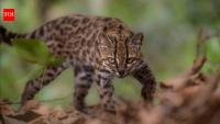 Meet Tilcayo: Tiny wild cat discovered in Bolivia's forests after more than a century