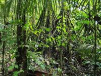 The Amazon: a climate capital without a country