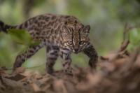 A cat mistaken for a pet leads scientists to a new wild species in Bolivia
