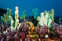 Scientists Discover 9 New Sea Sponge Species Off Alaska
