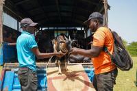 FAO emergency food production support helps vulnerable Haitian families produce food and meet urgent needs