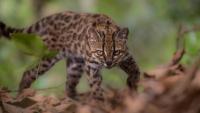 Bolivia’s new wild cat is first in a century