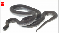 New snake discovered in Ethiopia after seven years of research