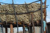 Zimbabwe reopens door to private maize imports