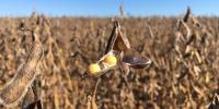 Brazil’s agricultural production topped BRL 927 billion in 2025