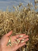 Washington farmer tries companion cropping with peas, oats