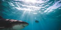 Dream dolphin excursion turns into nightmare after horrifying shark attack