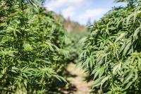 Two Health and Safety Advisories issued for separate marijuana products