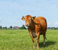 Alternative Protein Sources for Sustainable Ruminant Nutrition