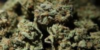 Advocates, patients push back on proposed Michigan cannabis law changes