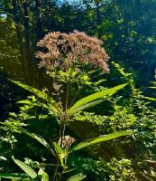 The interestingly titles Joe-Pye Weed
