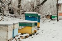 The Messy Garden Habit That Could Help Bees Survive Winter