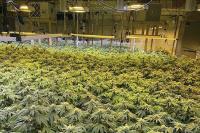 Woman sentenced to prison for maintaining illegal Maine marijuana grow house