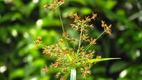 The Nutsedge Removal Hack Our Lawn Care Expert Recommends Avoiding