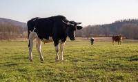 Spanberger Declares State of Emergency as Drought Strains Virginia Farmers (9-17-2026)