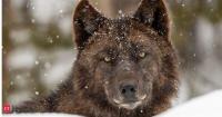 In 1995, 31 grey wolves returned to Wyoming's Yellowstone Park; decades later, 9 beaver colonies are thriving as willow forests recover and erosion risks fall