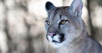 Illinois Department of Natural Resources confirms mountain lion sightings in Union, Jackson counties