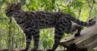 New cat species identified in Bolivia, first in over a century