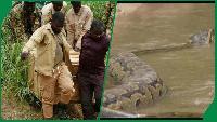 Photos: African Rock Python Released Into National Park