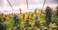 CEDA Pushes Bankable Hemp Businesses