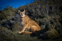 Illinois Confirms Mountain Lion Prowling 2 Counties