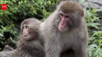 In 1996, scientists moved 38 Japanese macaques from Japan to Austria; 23 years later, there were 160