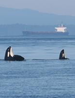 A. The risk when Canada weakens protection for species Q. What is extinction?