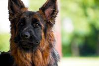 Watch Koba the German Shepherd Have a Magical Moment with a Monarch Butterfly