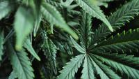 Cohoes deli, smoke shop cited for illegal cannabis sales