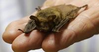 Wildlife encounter calls are up in Maine, but rabies cases are not