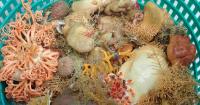 Scientists found 9 new sea sponge species in Alaska