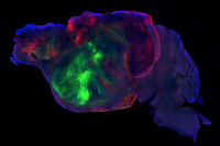Scientists Created Mice With Half-Human Brains. The Hybrid Animals Could Revolutionize Our Understanding of Neurological Disorders