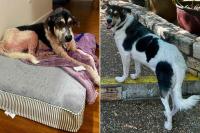 Scrawny, Severely Ill Husky Dog Abandoned in a Texas Backyard for Over a Year, Transforms After Finding a Foster Home