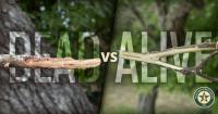Drought stress causing some Texas trees to enter dormancy early