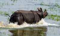 India Joins In Push To Crack Down On Wildlife Crime