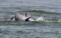 Mekong’s Irrawaddy dolphins find cautious hope amid a river in crisis