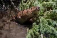 Colorado is working to increase beaver populations — and its plan includes a ‘matchmaking service’