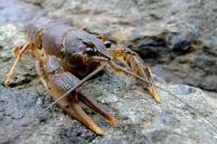 Belarusians have figured out how to artificially breed river crayfish