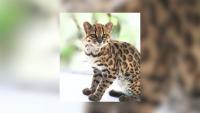 First New Living Cat Species In 100 Years Found In Yungas Cloud Forest