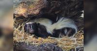 Enjoying the Nocturnal Parade of Wildlife