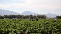 New Mexico green chile supply drops amid weather conditions