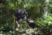 From invasive ivy to art, Weed it Wednesdays help tell a Puerto Rican story