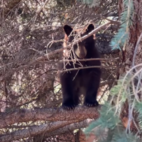 Belgrade police warn residents about bear travelling through town: 'let it go about its bear business'