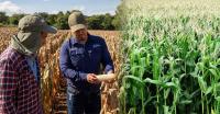 Ahuachapán Positioned to Become El Salvador’s Primary Granary, MAG Reports.