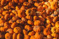 Ultimate Central Florida Fall Guide: Festivals, Pumpkin Patches, and Activities