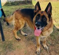 Clemson students team up with Oconee Humane Society to foster local dogs