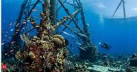 How Southern New England wind turbines are turning into artificial reefs where crabs thrive?