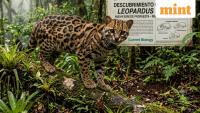 This ‘weird cat’ had scientists stunned—It’s a new species discovered after 100 years