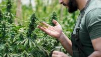 Poll: Most Americans Say That Cannabis Isn’t Particularly Dangerous to Health