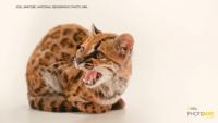 Tiny cat discovered in Bolivia said to be 1st new feline species in over 100 years